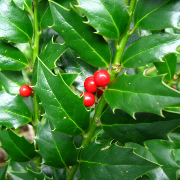 Падуб колхидский (лат. Ilex colchica), семена