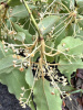 Лавр камфорный, или коричник, или Камфорное дерево (лат. Cinnamomum camphora), саженец, 1 шт
