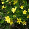 Жасмин кустарниковый желтый (лат. Jasminum fruticans), семена