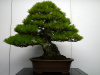 Сосна Тунберга, или японская черная сосна (лат. Pinus thunbergii), семена 