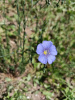 Лен обыкновенный голубой (лат. Linum usitatissimum), семена 200 шт