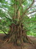 Метасеквойя рассечёношишечная Хубей (лат. Metasequoia glyptostroboides "Хубей"), семена 0,2 грамма