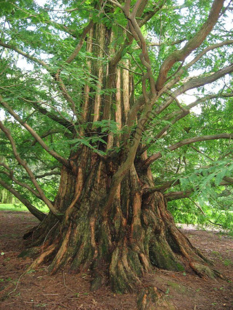 Метасеквойя рассечёношишечная Хубей (лат. Metasequoia glyptostroboides "Хубей"), семена 0,2 грамма