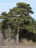 Сосна обыкновенная (лат. Pinus sylvestris), саженец, 1 шт