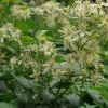 Клематис виноградолистный, или Ломонос виноградолистный (лат. Clematis vitalba), семена