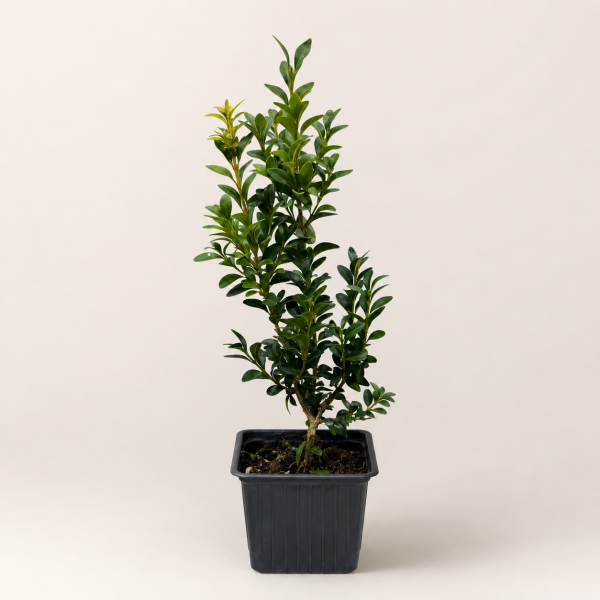 Самшит вечнозеленый (лат. Buxus sempervirens), саженец, 1 шт