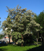 Акация белая (лат. Robinia pseudoacаcia), семена