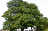 Дуб черешчатый (лат. Quercus robur), саженец, 1 шт