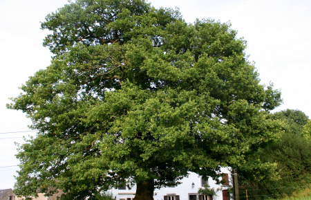 Дуб черешчатый (лат. Quercus robur), саженец, 1 шт