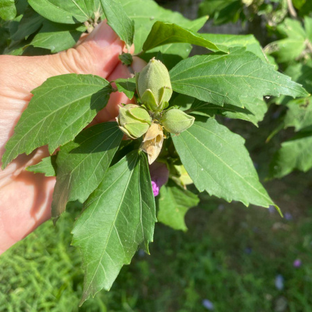 Гибискус сирийский (лат. Hibiscus syriacus) сиреневые цветы, семена