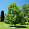 Гинкго Билоба Фастигиата Благон (лат. Ginkgo Biloba 'Fastigiata Blagon'), семена