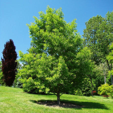 Гинкго Билоба Фастигиата Благон (лат. Ginkgo Biloba 'Fastigiata Blagon'), семена