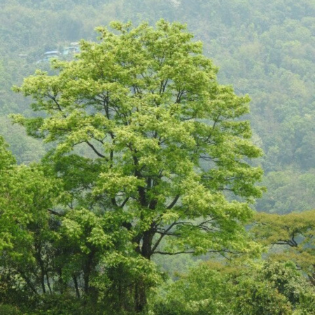 Слива непальская, или Хероспондиас пазушный (лат. Choerospondias axillaris)