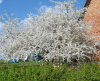 Алыча, или Слива вишненосная, или Слива растопыренная (лат. Prunus cerasifera), семена