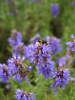 Иссоп лекарственный (лат. Hyssopus officinalis), семена