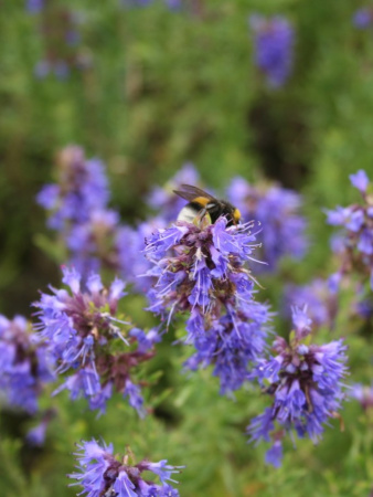 Иссоп лекарственный (лат. Hyssopus officinalis), семена