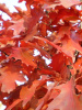 Дуб красный (лат. Quercus rubra), сеянец, 3 шт 