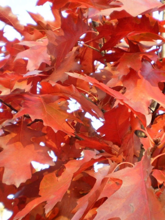 Дуб красный (лат. Quercus rubra), сеянец, 3 шт 