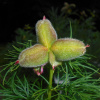 Пион тонколистный, или узколистный 'Rubra Plena' (лат. Paeonia tenuifolia 'Rubra Plena'), семена