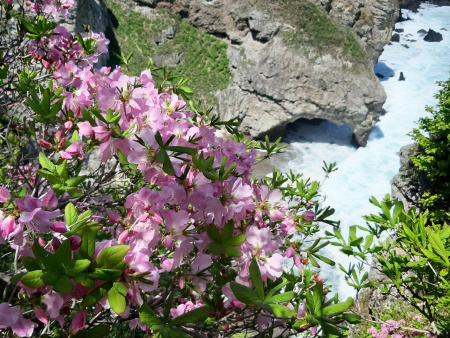 Рододендрон Шлиппенбаха ф.розовая (Rhododendron schlippenbachii f.rosea), семена 0,05 грамм