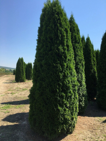 Туя западная Колумна (Thuja occidentalis 'Columna'), семена