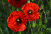Мак самосейка (лат. Papaver rhoeas), 1000 шт