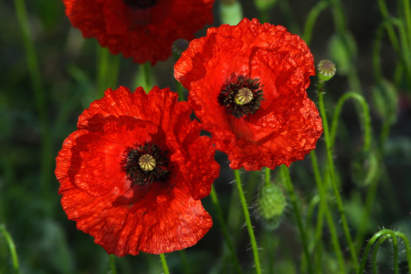 Мак самосейка (лат. Papaver rhoeas), 1000 шт