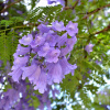 Жакаранда мимозолистная "Фиалковое дерево" (лат. Jacaranda mimosifolia), семена