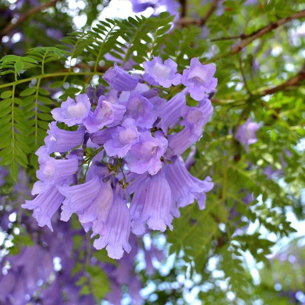 Жакаранда мимозолистная "Фиалковое дерево" (лат. Jacaranda mimosifolia), семена
