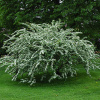 Кизильник многоцветковый (лат. Cotoneaster multiflorus), семена
