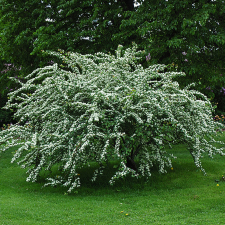 Кизильник многоцветковый (лат. Cotoneaster multiflorus), семена