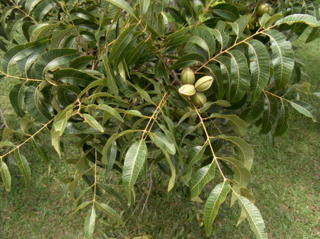 Кария иллинойская (лат. Carya illinoensis), семена