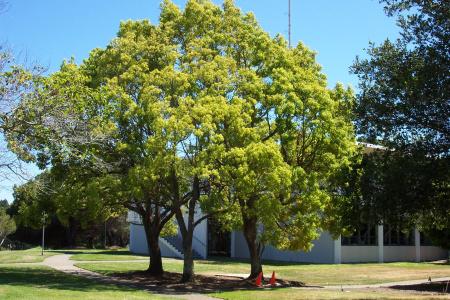 Лавр камфорный, или коричник, или Камфорное дерево (лат. Cinnamomum camphora), семена