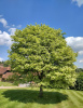 Клен остролистный (лат. Acer platanoides), семена