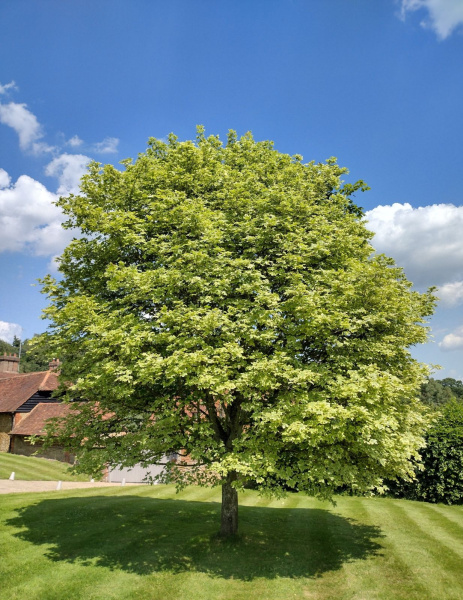 Клен остролистный (лат. Acer platanoides), семена