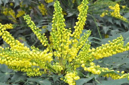 Магония Биля (лат. Mahonia bealei), семена