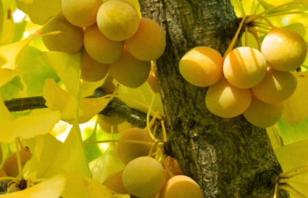 Гинкго Билоба (лат. Ginkgo Biloba), саженец, 1 шт