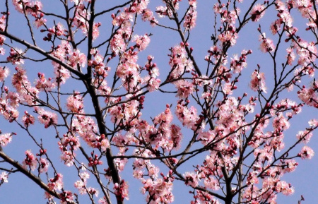 Абрикос маньчжурский "Челябинский ранний" (лат. Prunus mandschurica "Челябинский ранний"), семена