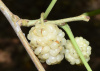 Шелковица белая (лат.Morus alba), семена