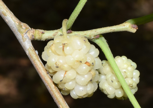 Шелковица белая (лат.Morus alba), семена