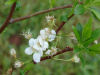 Слива иволистная, или слива китайская, или цзюйлинка (лат. Prunus salicina), семена