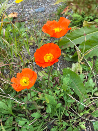 Мак голостебельный, или мак исландский микс (лат. Papaver nudicaule L.), 600 штук 