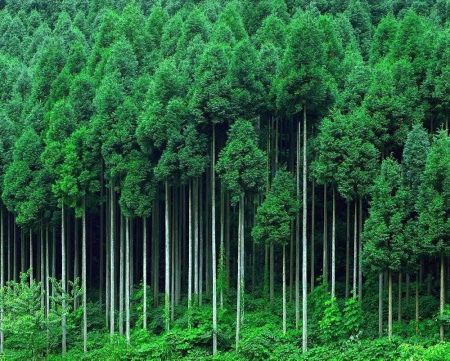 Криптомерия японская Китаяма-Дей (лат. Cryptomeria japonica 'Kitayama-dai'), семена 0,2 грамма