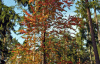 Вишня пенсильванская (лат. Cerasus pensylvanica), семена