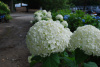 Гортензия древовидная Аннабель (лат. Hydrangea arborescens 'Annabelle')