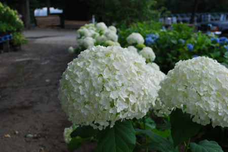 Гортензия древовидная Аннабель (лат. Hydrangea arborescens 'Annabelle')