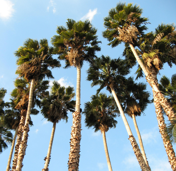 Пальма Вашингтония крепкая (лат. Washingtonia robusta), семена