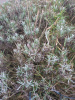 Лаванда узколистная (Lavandula angustifolia), 200 шт