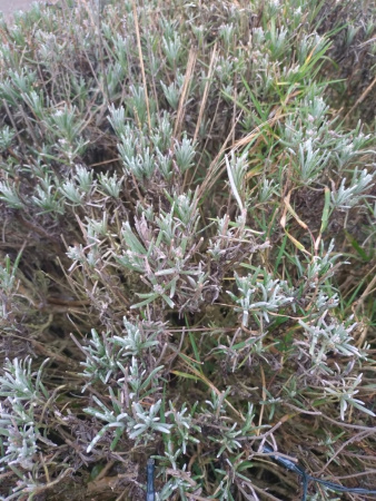 Лаванда узколистная (Lavandula angustifolia), 200 шт