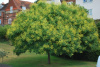 Кёльрейтерия метельчатая (лат. Koelreuteria paniculata), семена